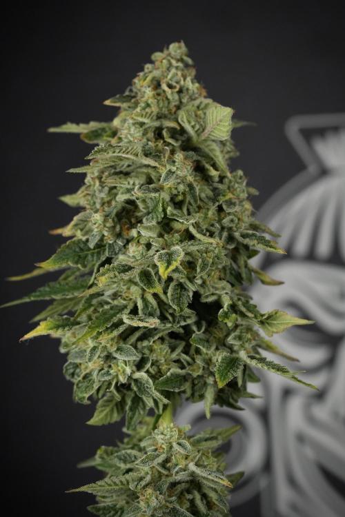 SOUR DIESEL-The Ascension of a Legend. Week 15 - Harvest day 