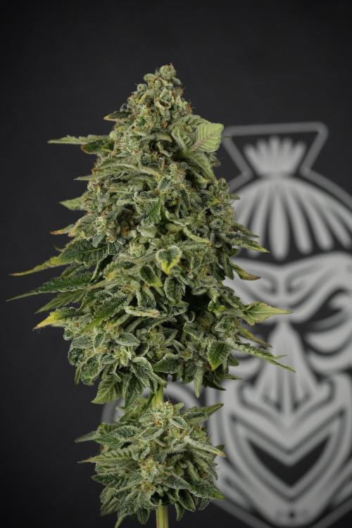 SOUR DIESEL-The Ascension of a Legend. Week 15 - Harvest day 
