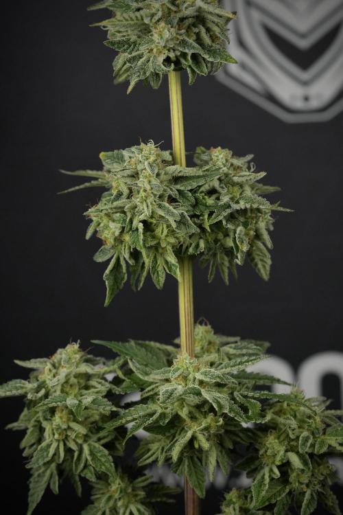 SOUR DIESEL-The Ascension of a Legend. Week 15 - Harvest day 