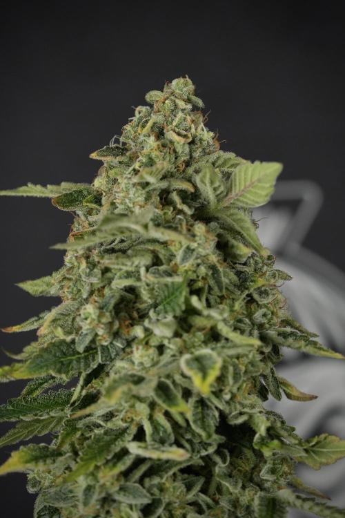 SOUR DIESEL-The Ascension of a Legend. Week 15 - Harvest day 