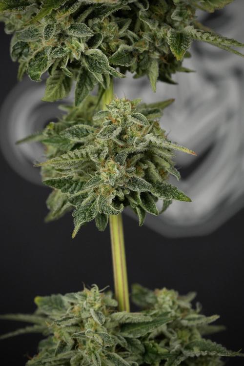SOUR DIESEL-The Ascension of a Legend. Week 15 - Harvest day 