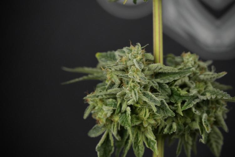 SOUR DIESEL-The Ascension of a Legend. Week 15 - Harvest day 