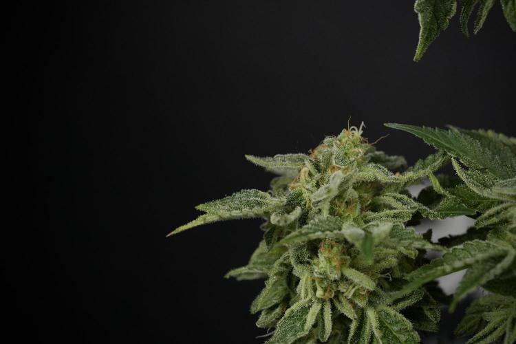 SOUR DIESEL-The Ascension of a Legend. Week 15 - Harvest day 