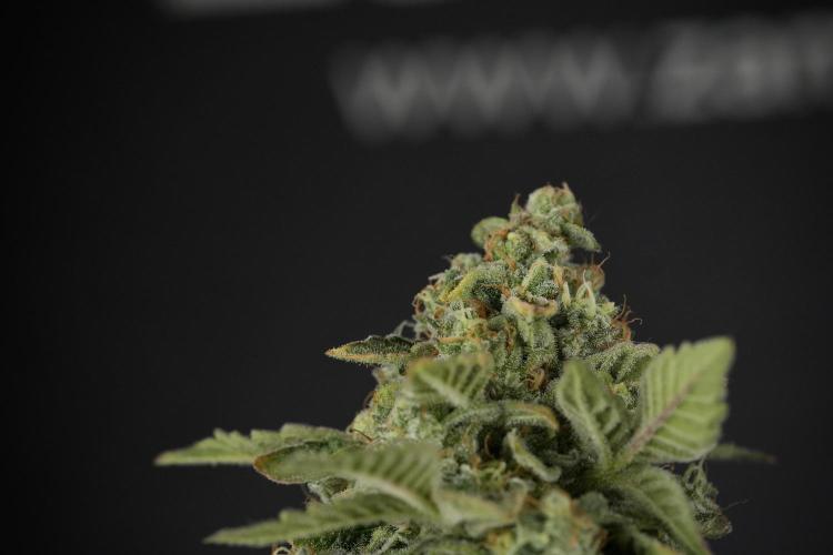 SOUR DIESEL-The Ascension of a Legend. Week 15 - Harvest day 