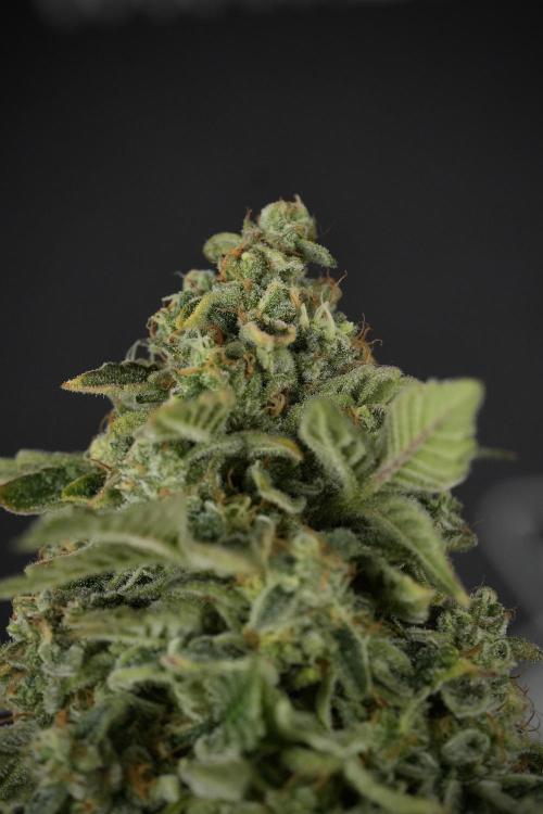 SOUR DIESEL-The Ascension of a Legend. Week 15 - Harvest day 