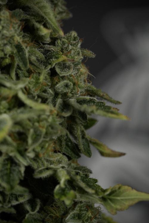 SOUR DIESEL-The Ascension of a Legend. Week 15 - Harvest day 