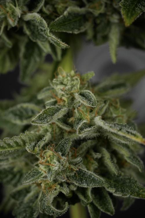 SOUR DIESEL-The Ascension of a Legend. Week 15 - Harvest day 