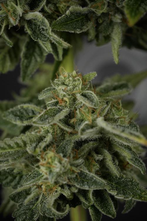 SOUR DIESEL-The Ascension of a Legend. Week 15 - Harvest day 