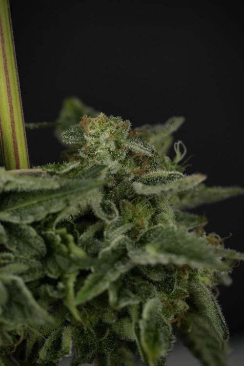 SOUR DIESEL-The Ascension of a Legend. Week 15 - Harvest day 