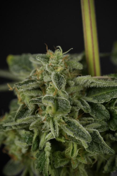 SOUR DIESEL-The Ascension of a Legend. Week 15 - Harvest day 
