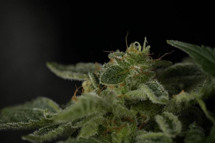 SOUR DIESEL-The Ascension of a Legend. Week 15 - Harvest day 