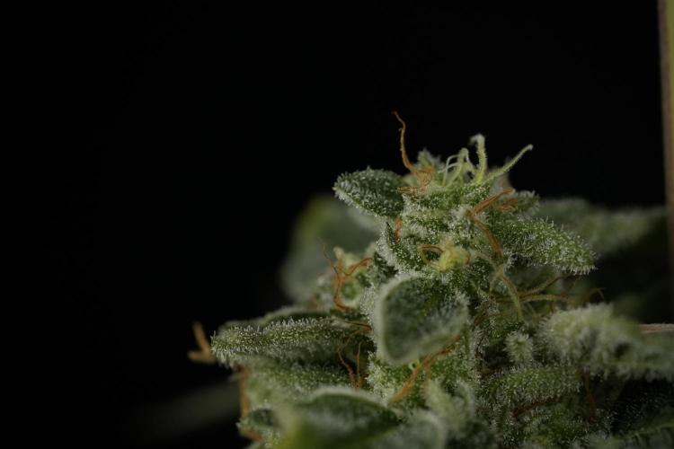 SOUR DIESEL-The Ascension of a Legend. Week 15 - Harvest dayi
