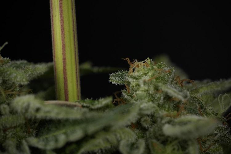 SOUR DIESEL-The Ascension of a Legend. Week 15 - Harvest day 