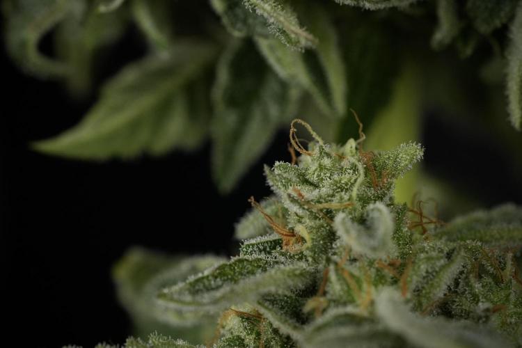 SOUR DIESEL-The Ascension of a Legend. Week 15 - Harvest day 