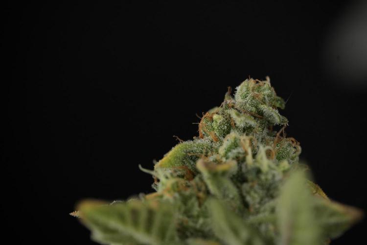 SOUR DIESEL-The Ascension of a Legend. Week 15 - Harvest day 