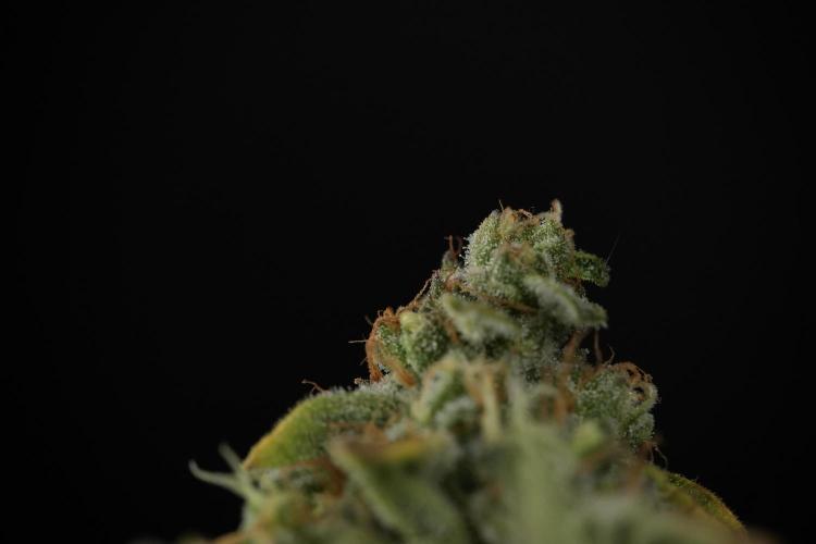 SOUR DIESEL-The Ascension of a Legend. Week 15 - Harvest day 
