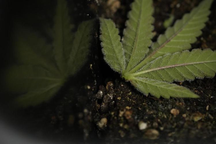 SOUR DIESEL-The Ascension of a Legend. Week 15 - Harvest day 