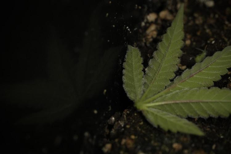 SOUR DIESEL-The Ascension of a Legend. Week 15 - Harvest day 