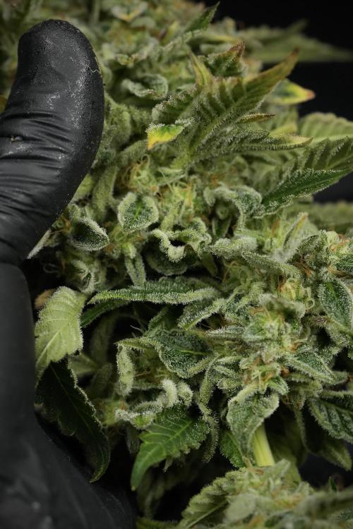 SOUR DIESEL-The Ascension of a Legend. Week 15 - Harvest day 