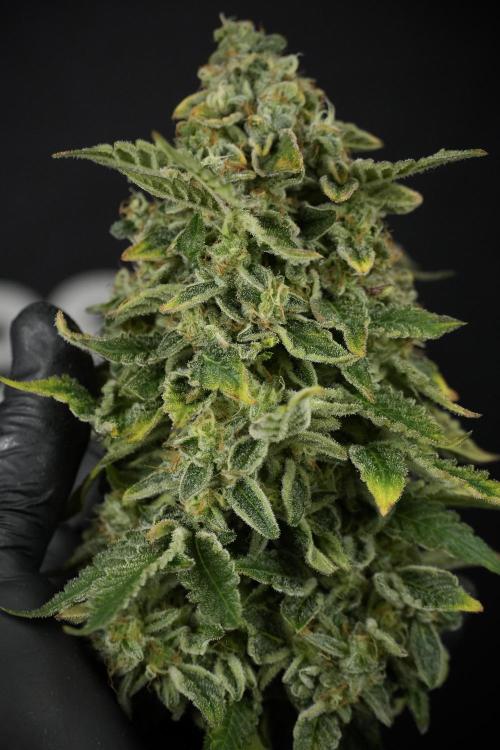 SOUR DIESEL-The Ascension of a Legend. Week 15 - Harvest day 