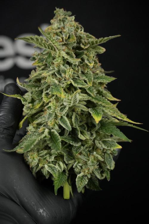 SOUR DIESEL-The Ascension of a Legend. Week 15 - Harvest day 