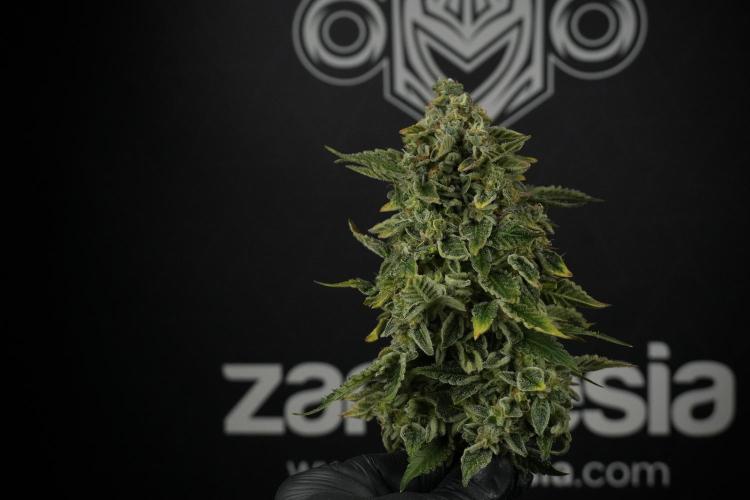 SOUR DIESEL-The Ascension of a Legend. Week 15 - Harvest day 