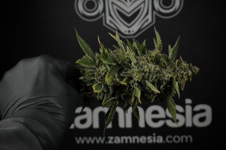 SOUR DIESEL-The Ascension of a Legend. Week 15 - Harvest day 