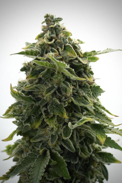 SOUR DIESEL-The Ascension of a Legend. Week 15 - Harvest day 