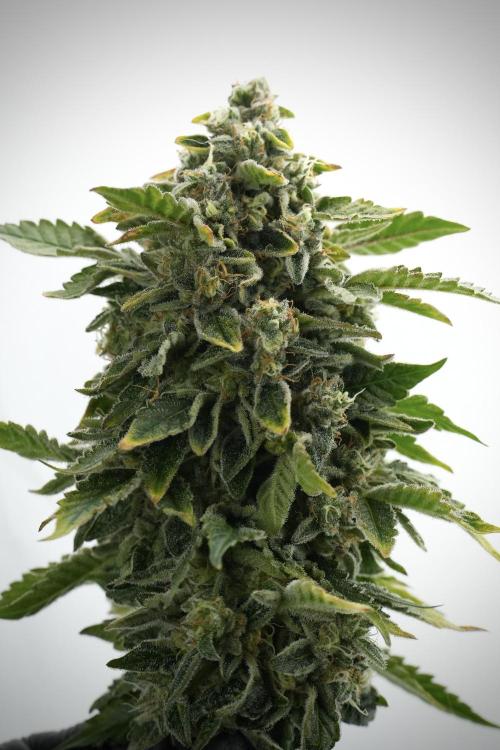 SOUR DIESEL-The Ascension of a Legend. Week 15 - Harvest day 