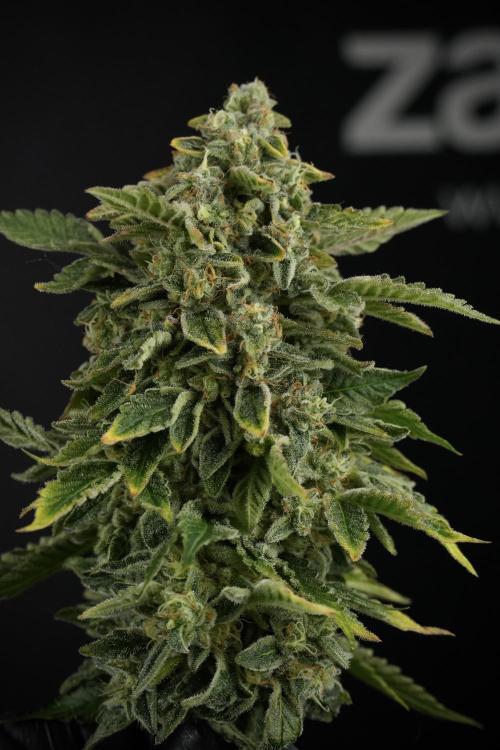 SOUR DIESEL-The Ascension of a Legend. Week 15 - Harvest day 