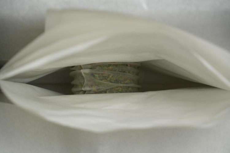 SOUR DIESEL-The Ascension of a Legend. Week 15 - hot pressing the Sour Diesel 
