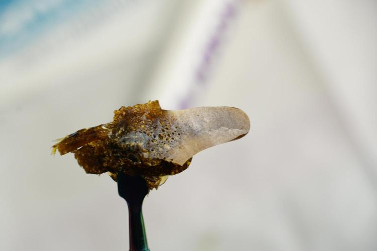SOUR DIESEL-The Ascension of a Legend. Week 15 - hot pressing the Sour Diesel 