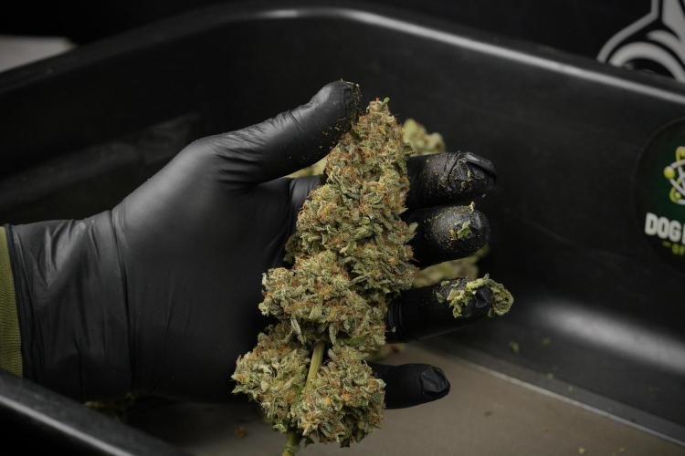 SOUR DIESEL-The Ascension of a Legend. Week 16 - after trimming 