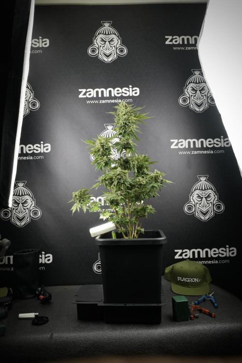 SOUR DIESEL-The Ascension of a Legend. Week 16 - The Queen ready to harvest 
