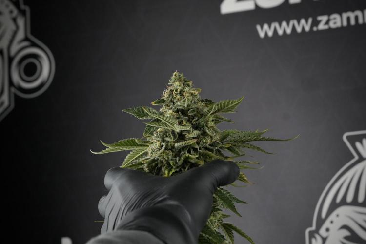SOUR DIESEL-The Ascension of a Legend. Week 16 - The Queen ready to harvest 