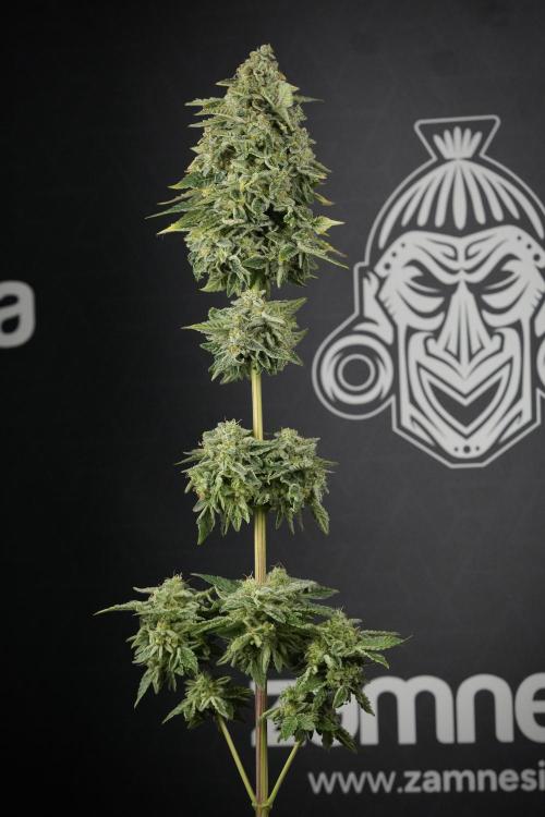 SOUR DIESEL-The Ascension of a Legend. Week 16 - The Queen ready to harvest 