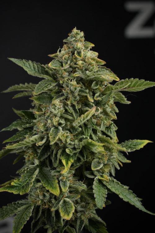 SOUR DIESEL-The Ascension of a Legend. Week 16 - The Queen ready to harvest 
