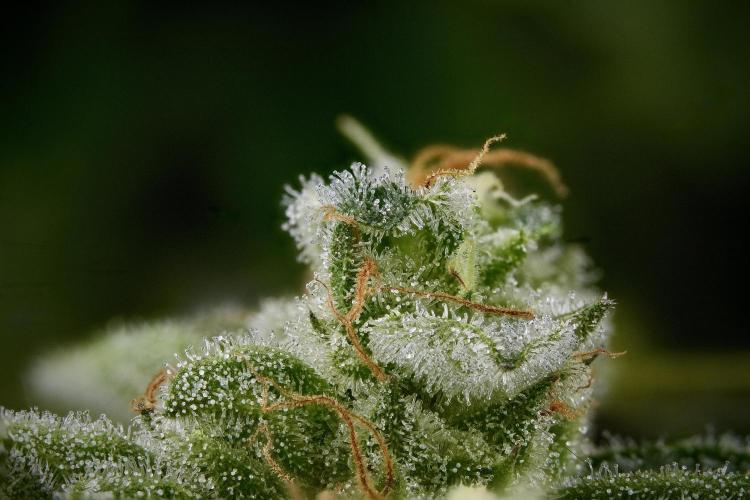 SOUR DIESEL-The Ascension of a Legend. Week 16 - 160 photos merged in one 