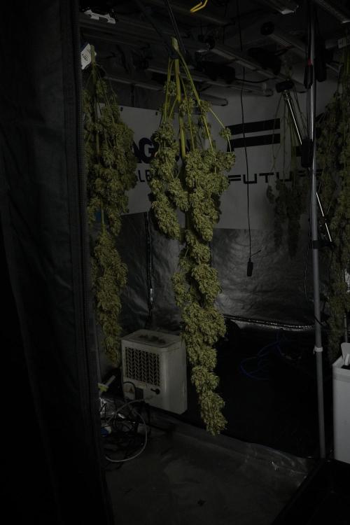 LSD Zamnesia Trippping. Week 15 - LSD dry and ready for trim 
