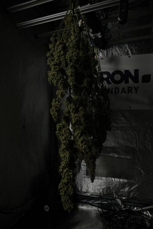 LSD Zamnesia Trippping. Week 15 - LSD dry and ready for trim 