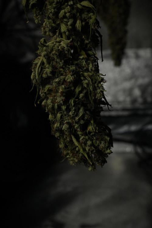 LSD Zamnesia Trippping. Week 15 - LSD dry and ready for trim 