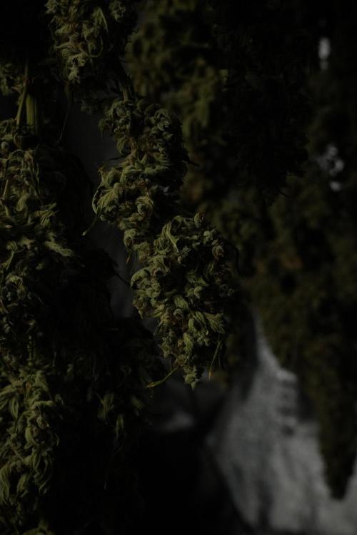 LSD Zamnesia Trippping. Week 15 - LSD dry and ready for trim 