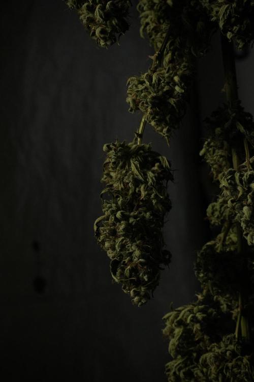 LSD Zamnesia Trippping. Week 15 - LSD dry and ready for trim 