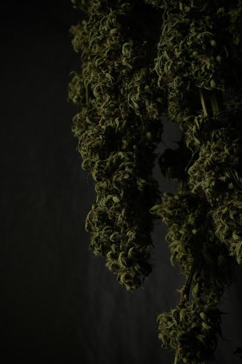 LSD Zamnesia Trippping. Week 15 - LSD dry and ready for trim 