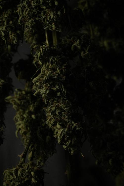 LSD Zamnesia Trippping. Week 15 - LSD dry and ready for trim 