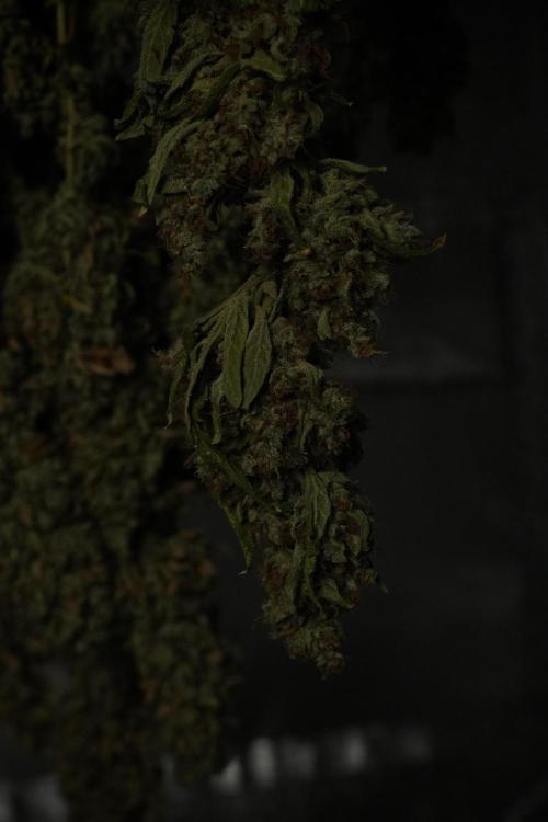LSD Zamnesia Trippping. Week 15 - LSD dry and ready for trim 
