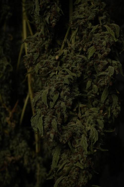LSD Zamnesia Trippping. Week 15 - LSD dry and ready for trim 