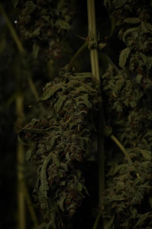 LSD Zamnesia Trippping. Week 15 - LSD dry and ready for trim 
