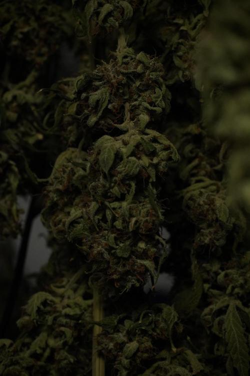 LSD Zamnesia Trippping. Week 15 - LSD dry and ready for trim 