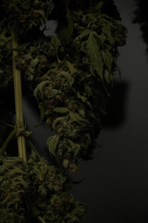 LSD Zamnesia Trippping. Week 15 - LSD dry and ready for trim 